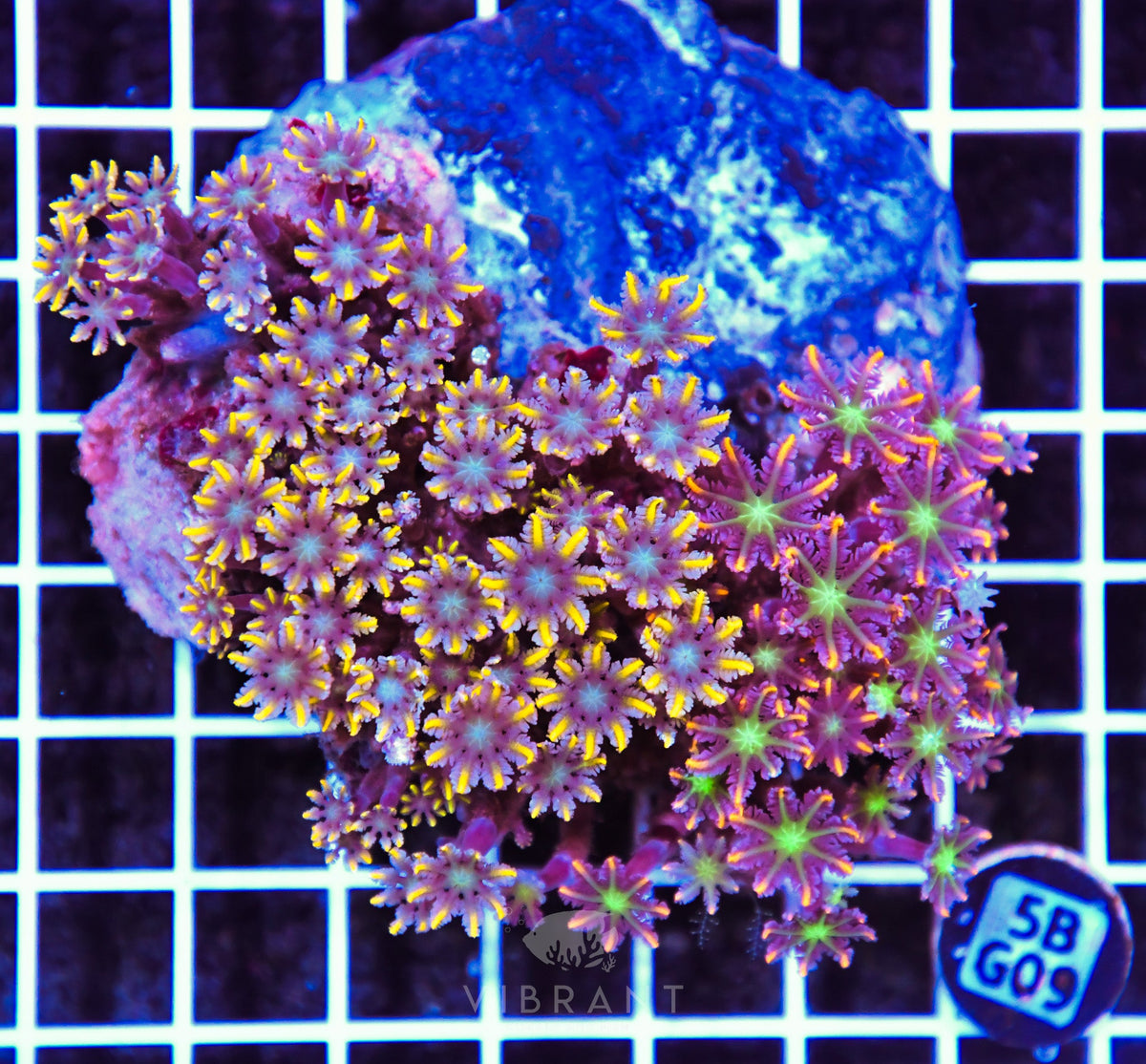 Clove Polyp INDO