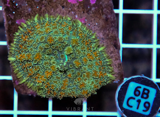 Mushroom INDO