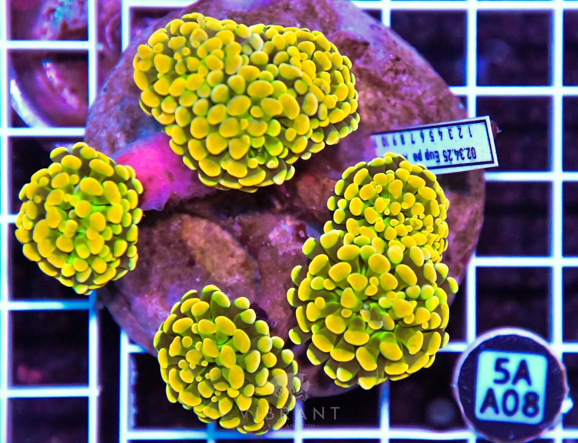 Hammer Branching INDO