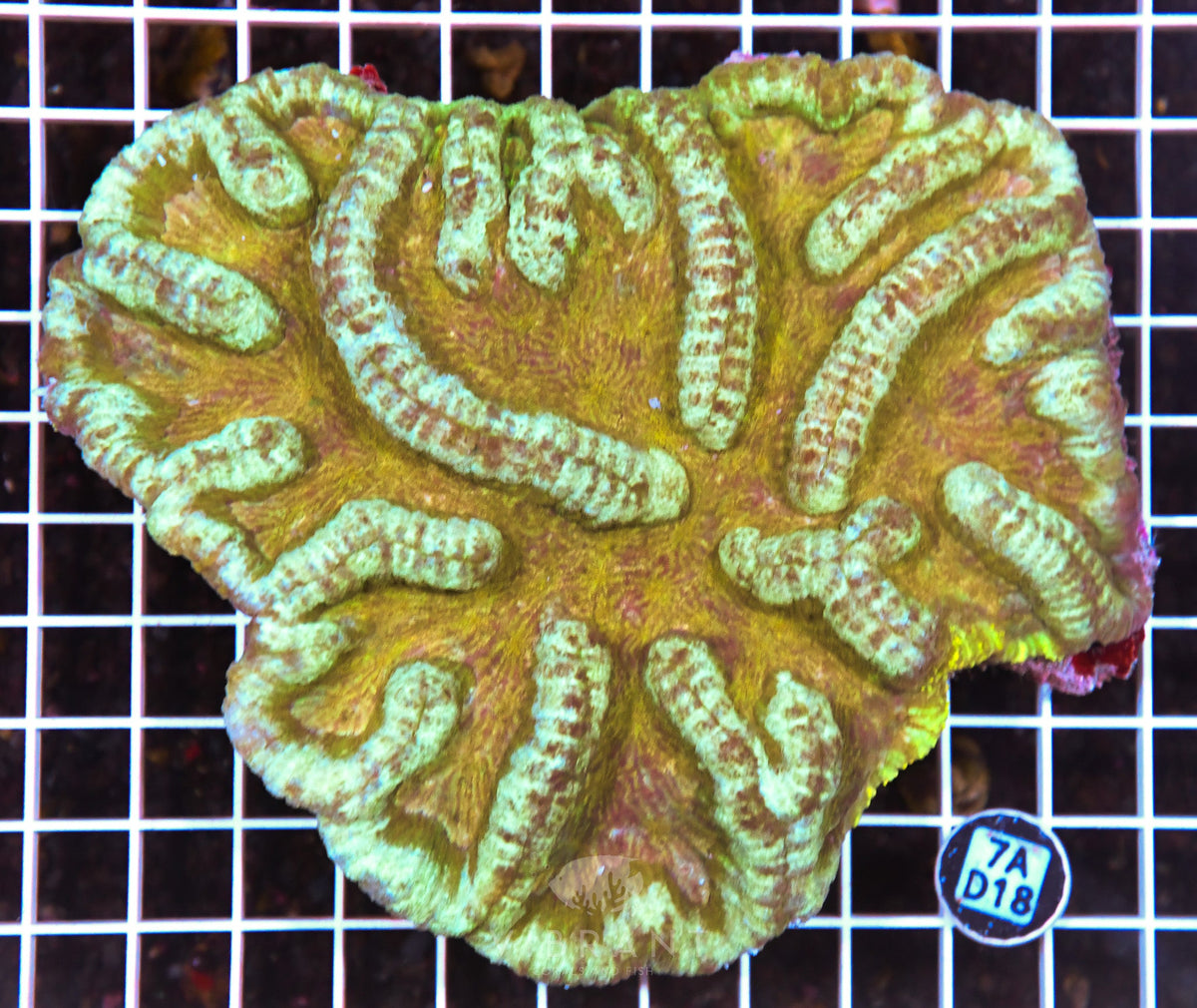 Symphyllia INDO