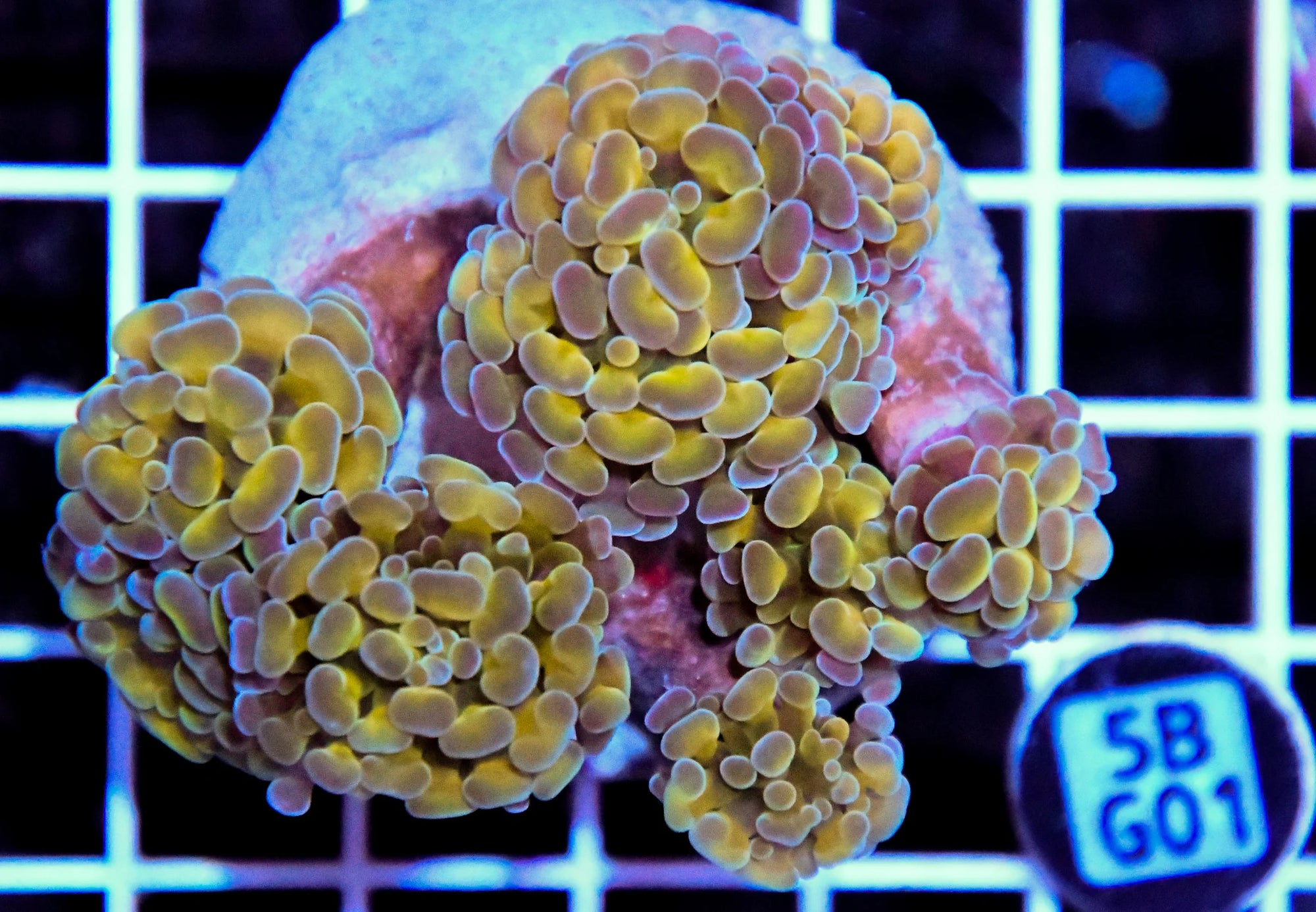 Hammer Branching INDO Halogram