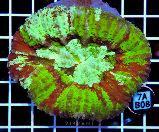 Symphyllia INDO