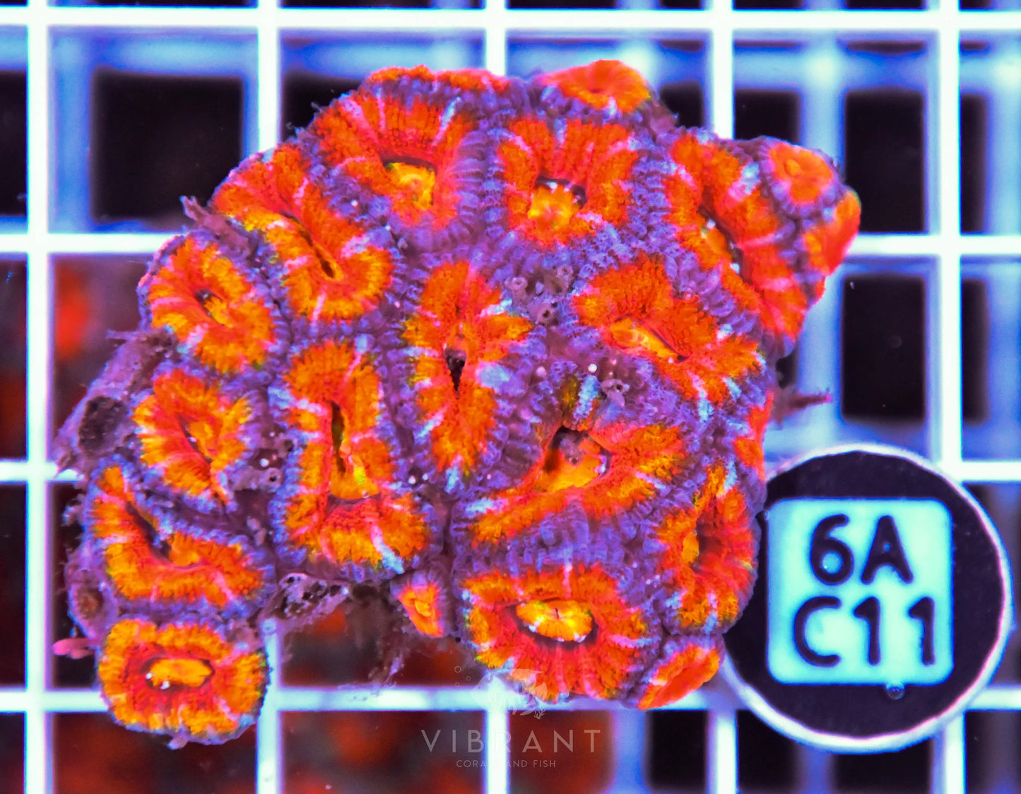 Acan Lord AUS