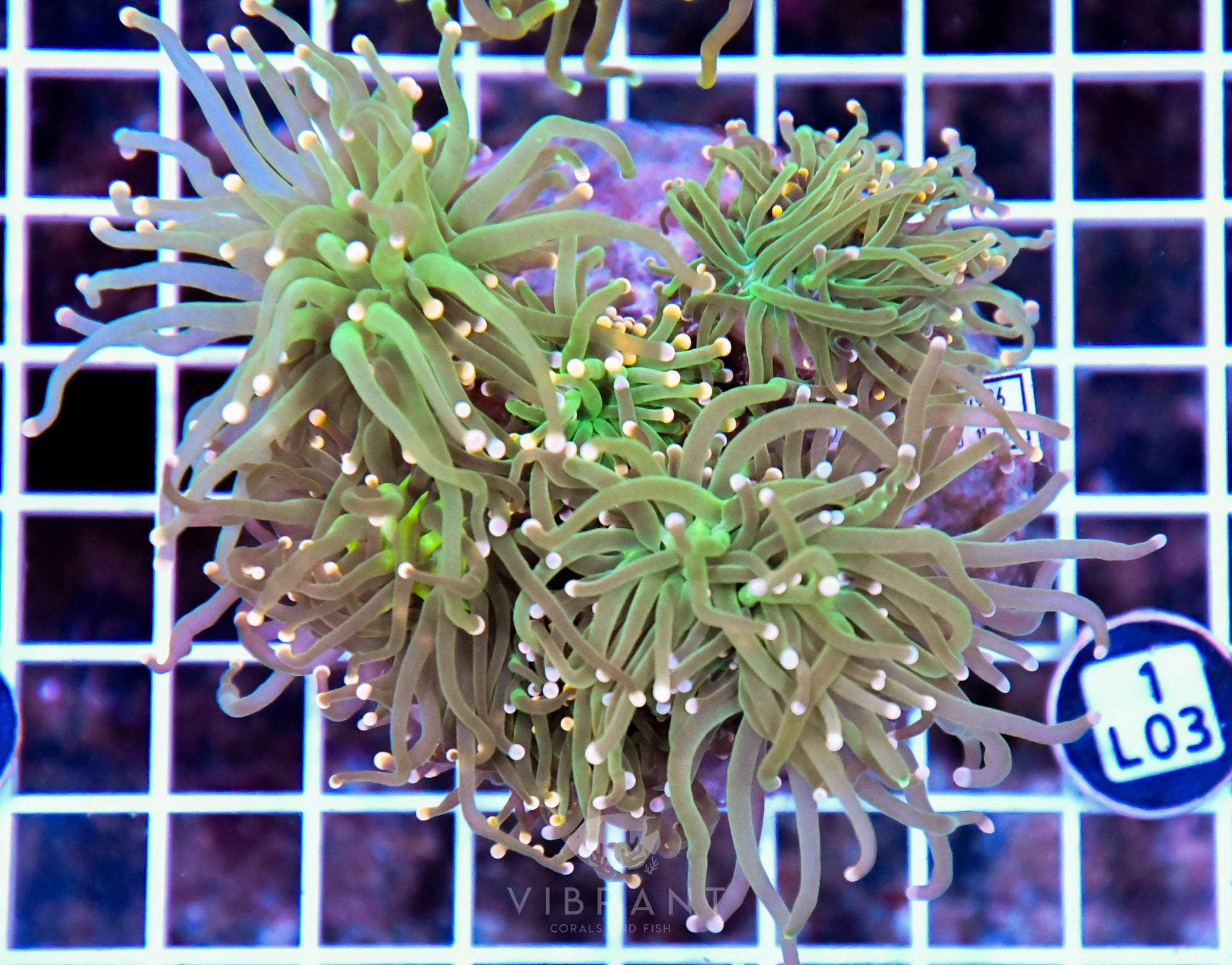 Torch INDO Colony