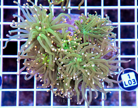 Torch INDO Colony