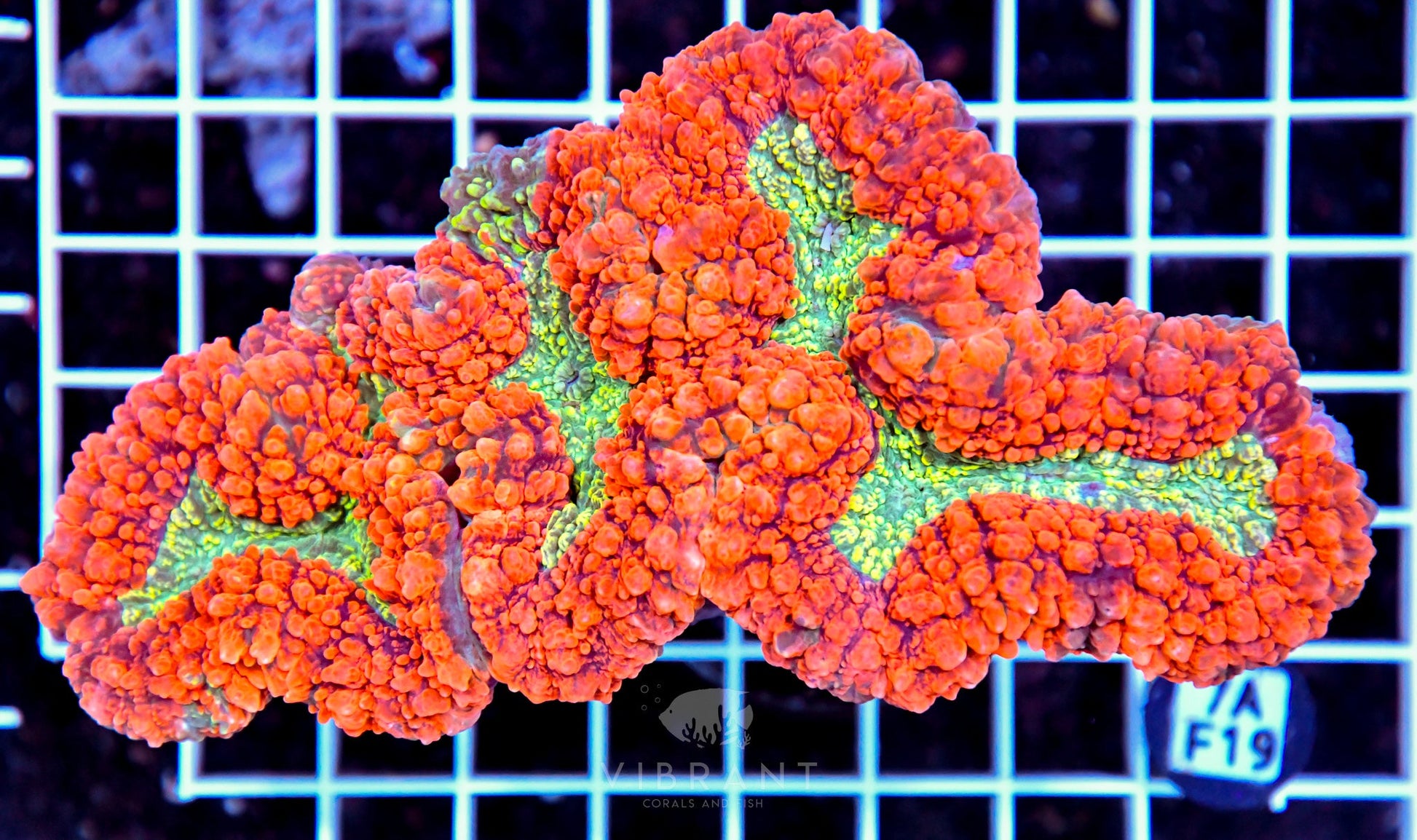 Symphyllia INDO W