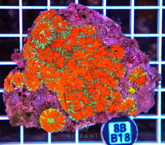 Micromussa WAUS