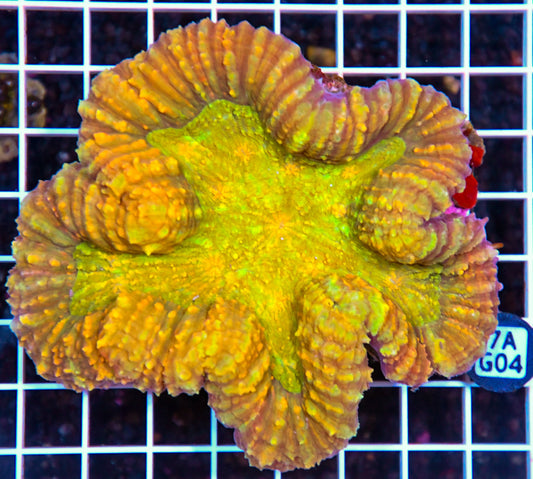 Symphyllia INDO W