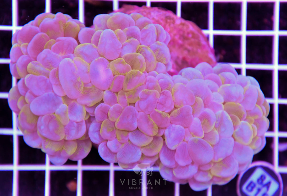 Bubble Coral INDO