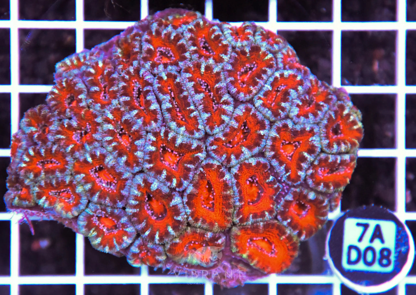 Acan Lord AUS