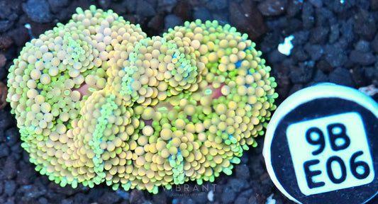 Ricordea Mushroom