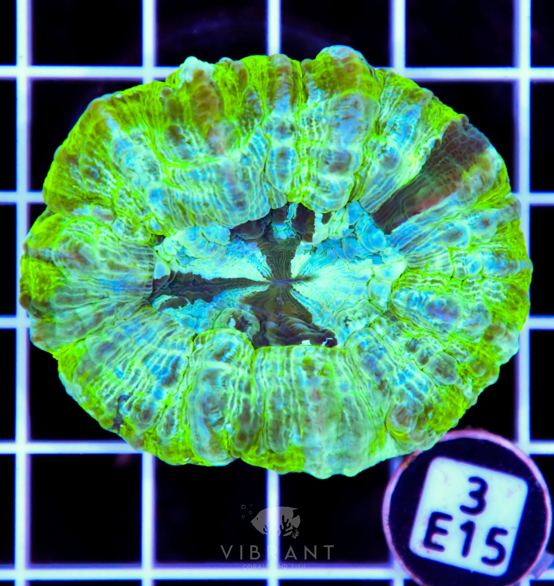 Acanthophyllia AUS