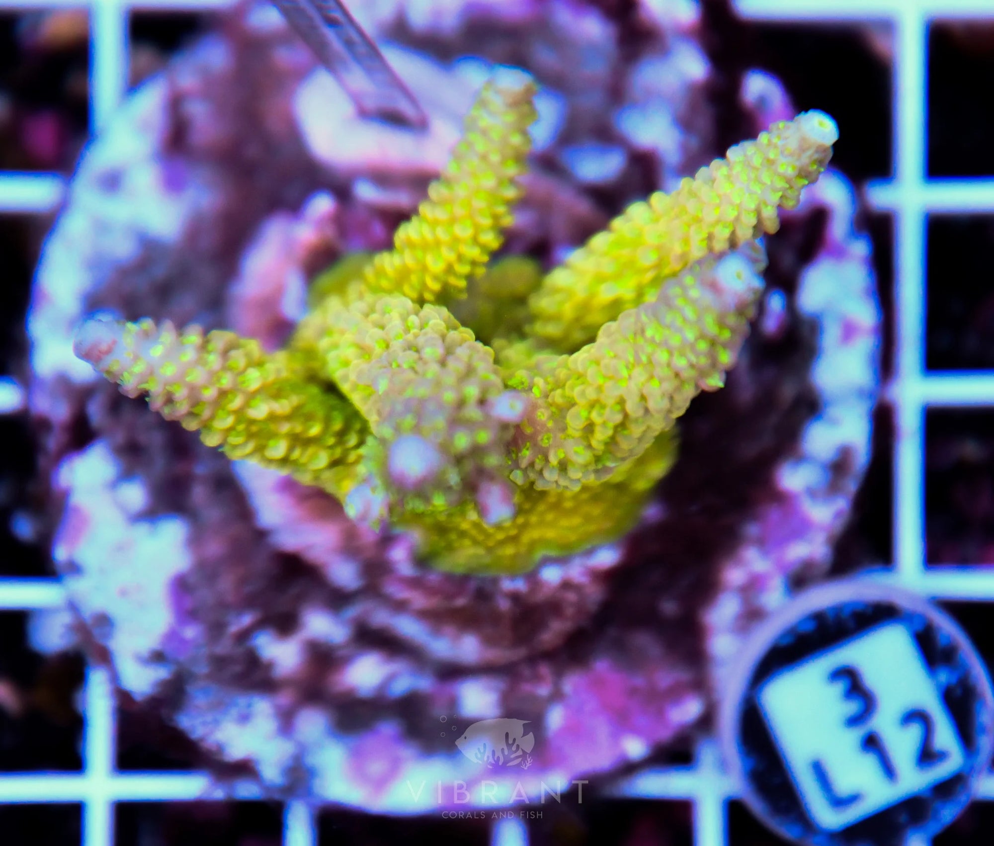 Acro INDO