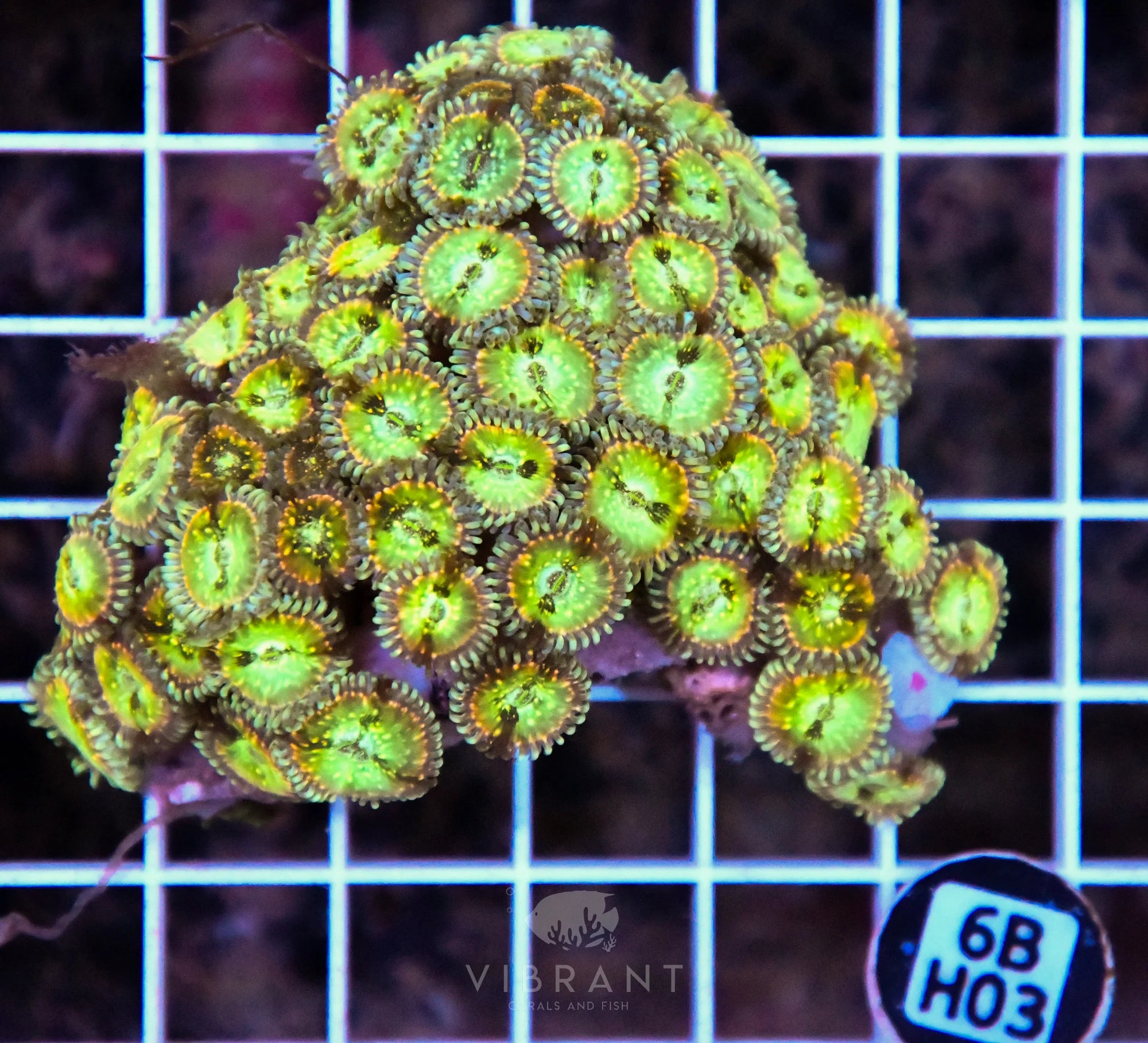 Zoa INDO W