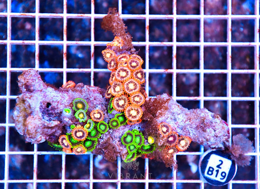 Zoa AUS