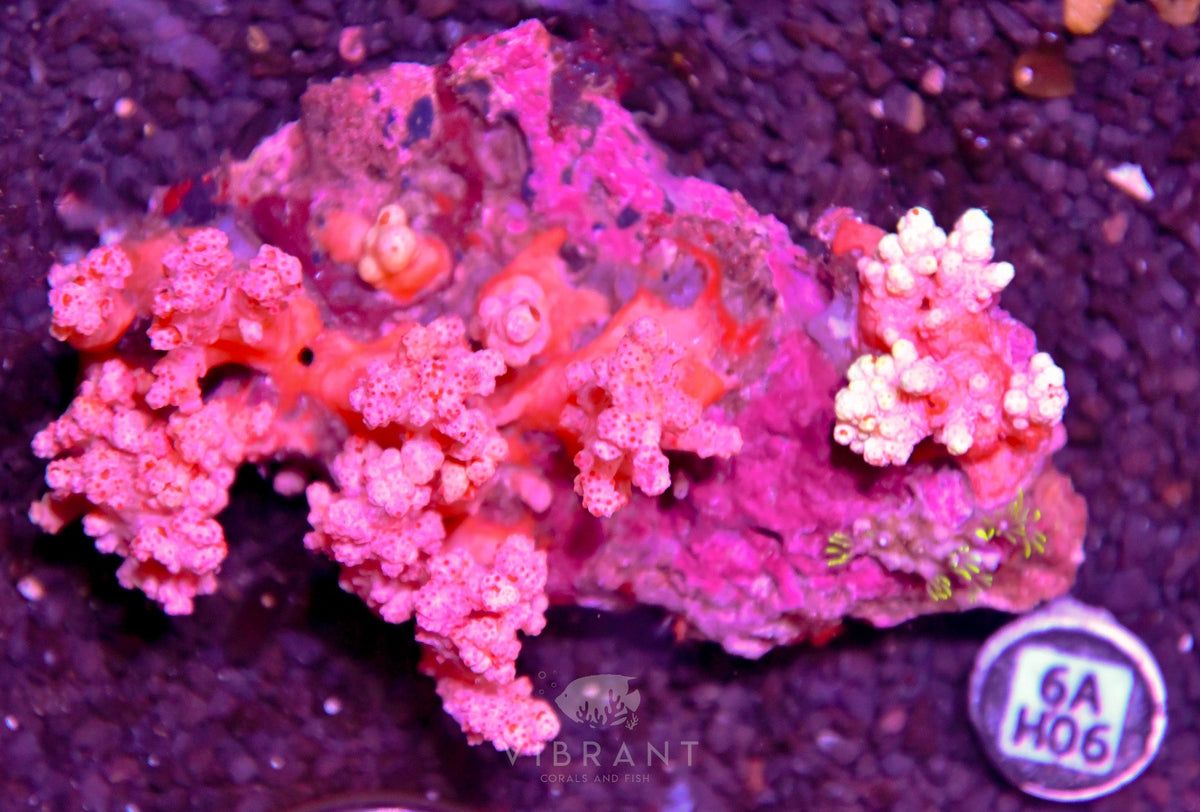 Carnation Coral INDO W