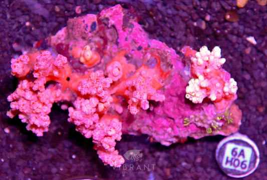 Carnation Coral INDO W