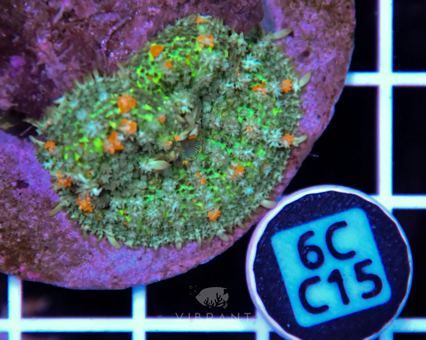 Mushroom INDO