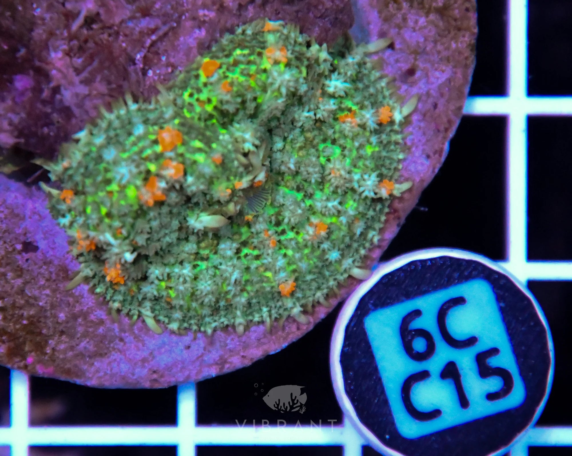 Mushroom INDO