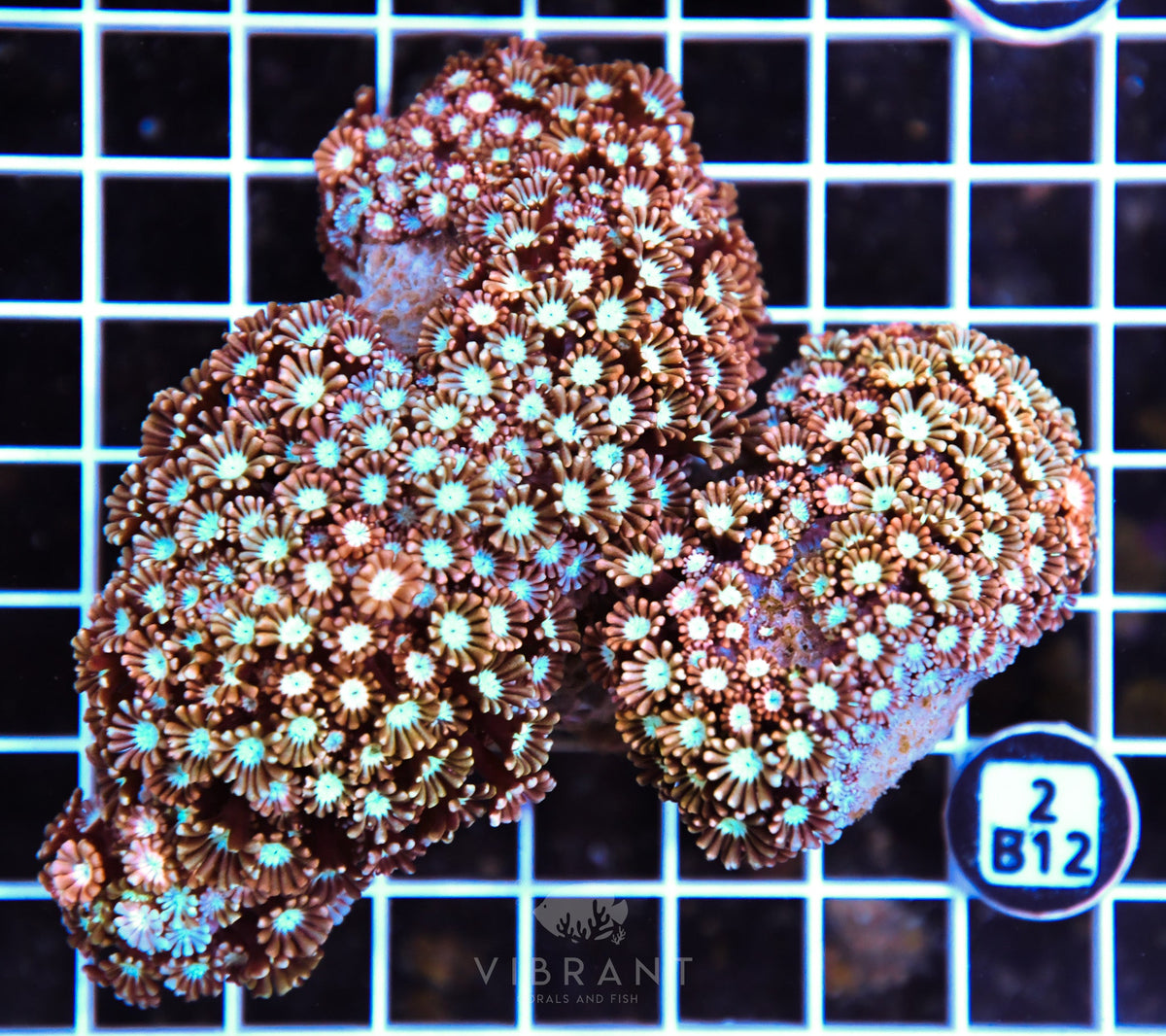 Alveopora AUS