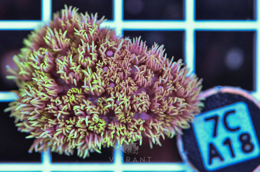 Frag Goniopora WAUS