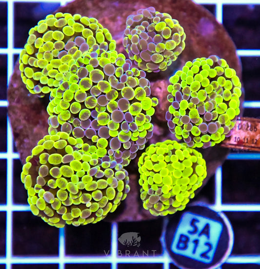 Hammer Branching INDO