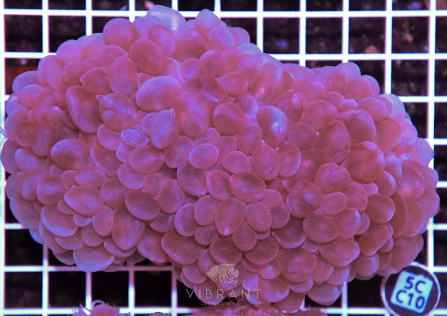Bubble Coral AUS
