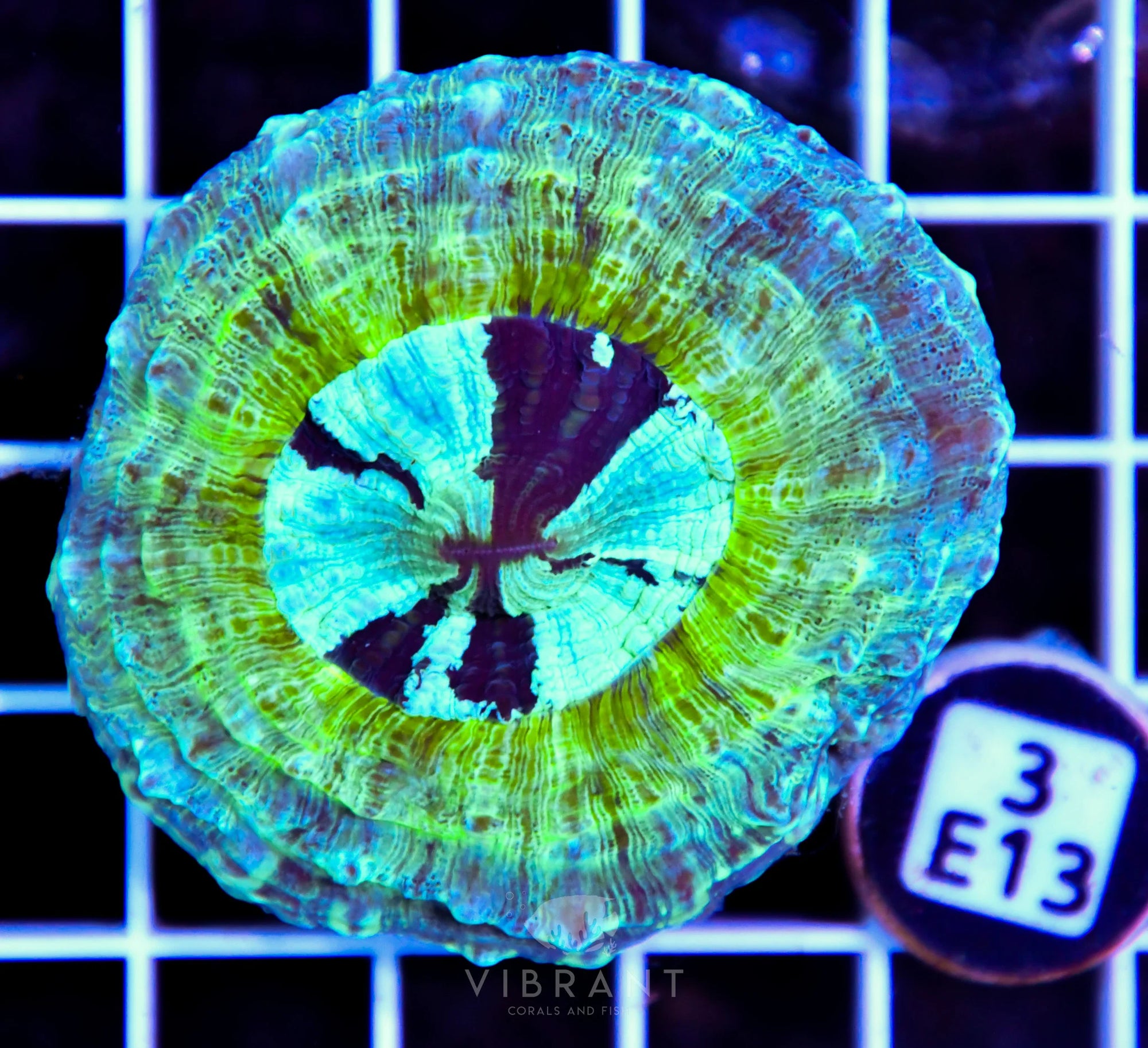 Acanthophyllia AUS