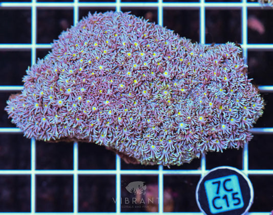 Goniopora WAUS