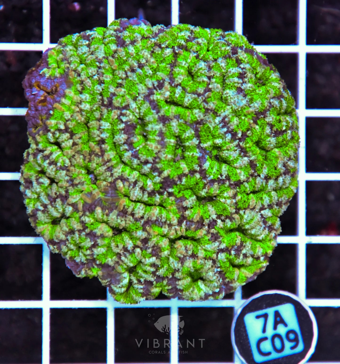 Acan Lord AUS