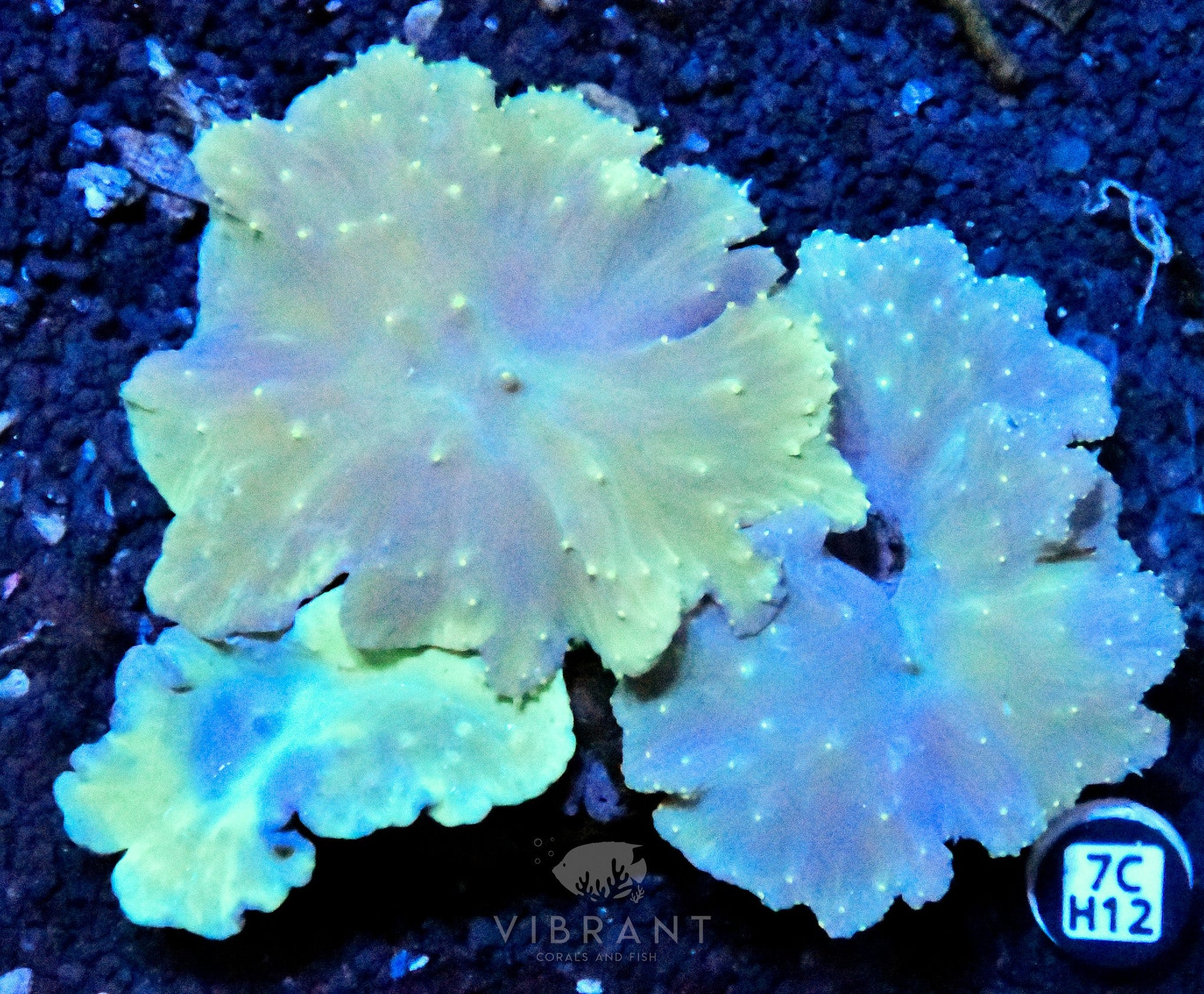 Cabbage Coral INDO W