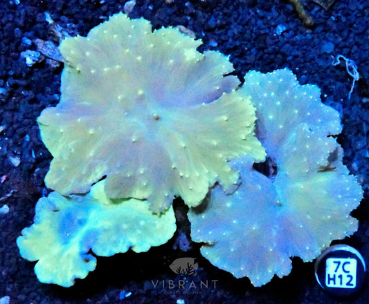 Cabbage Coral INDO W