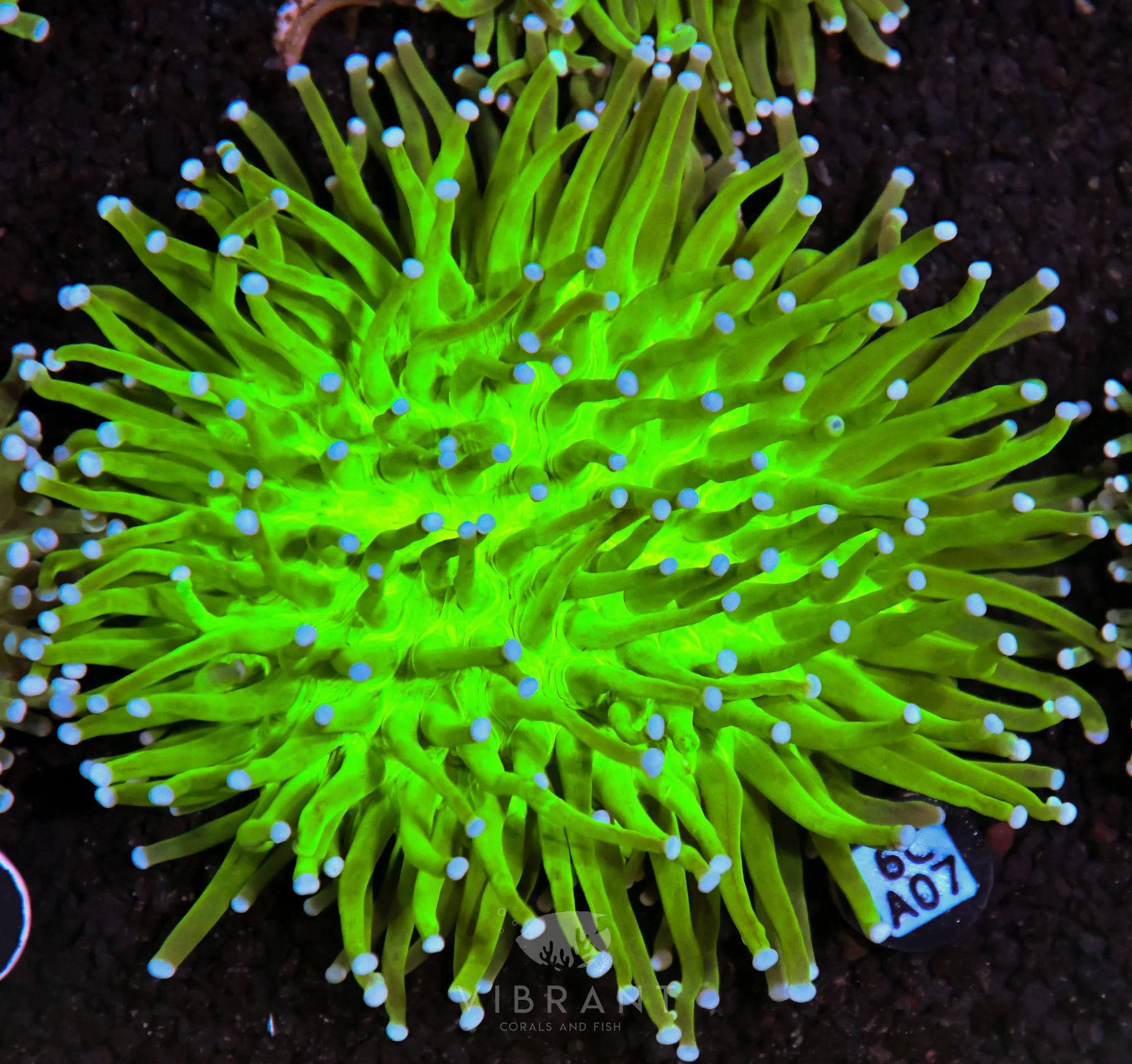 Heliofungia AUS