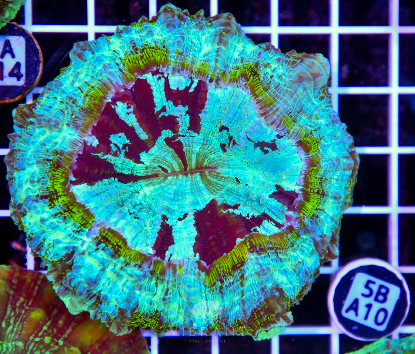 Acanthophyllia AUS