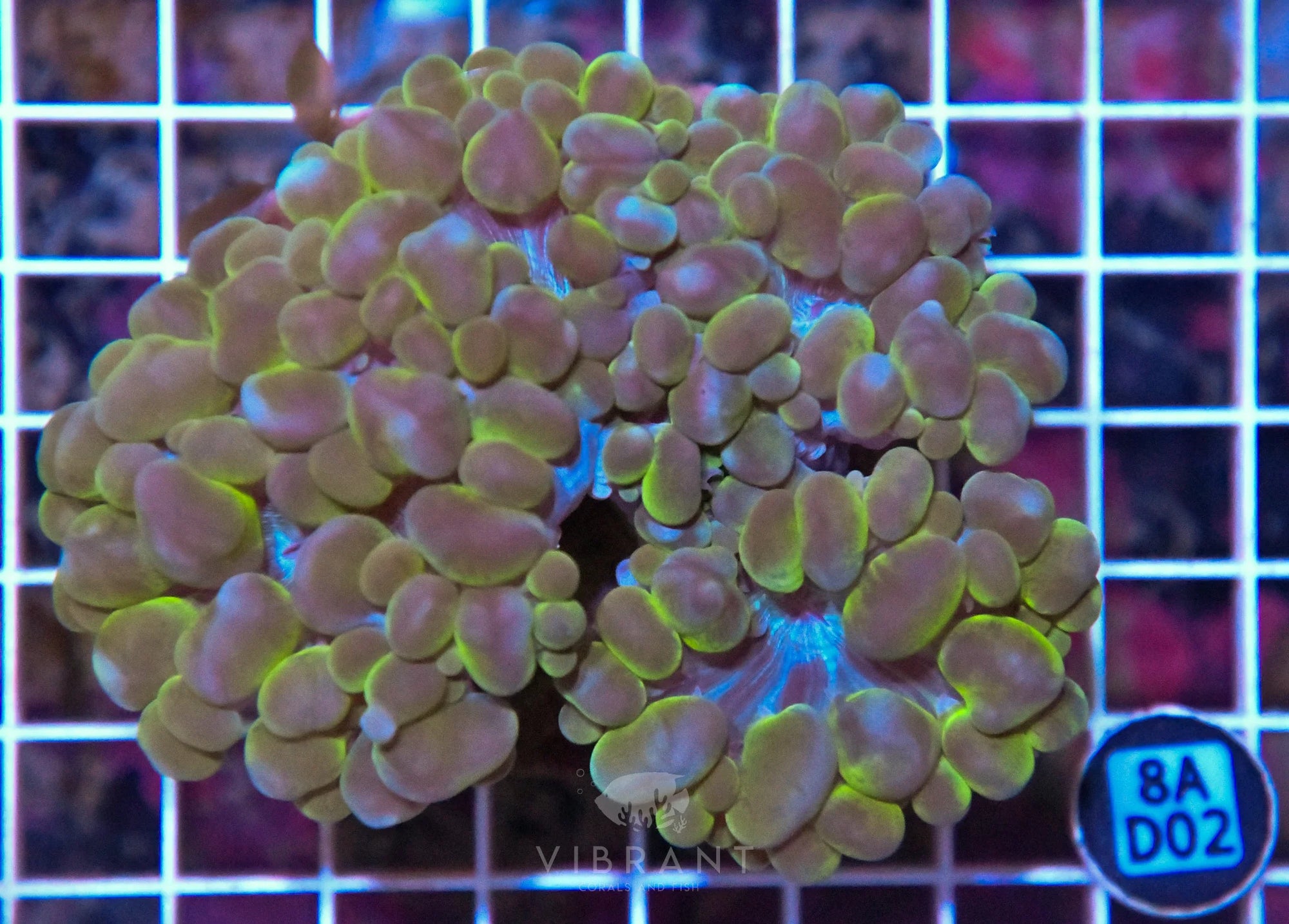 Bubble Coral INDO