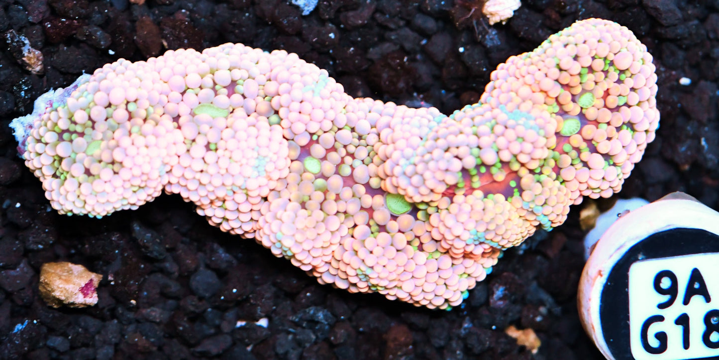 Ricordea Mushroom