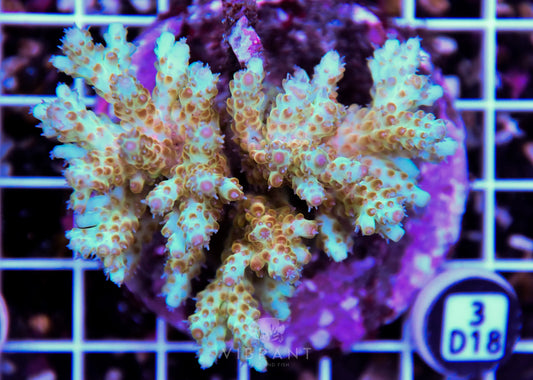 Acro INDO