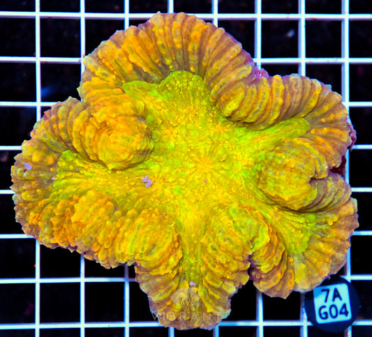 Symphyllia INDO W