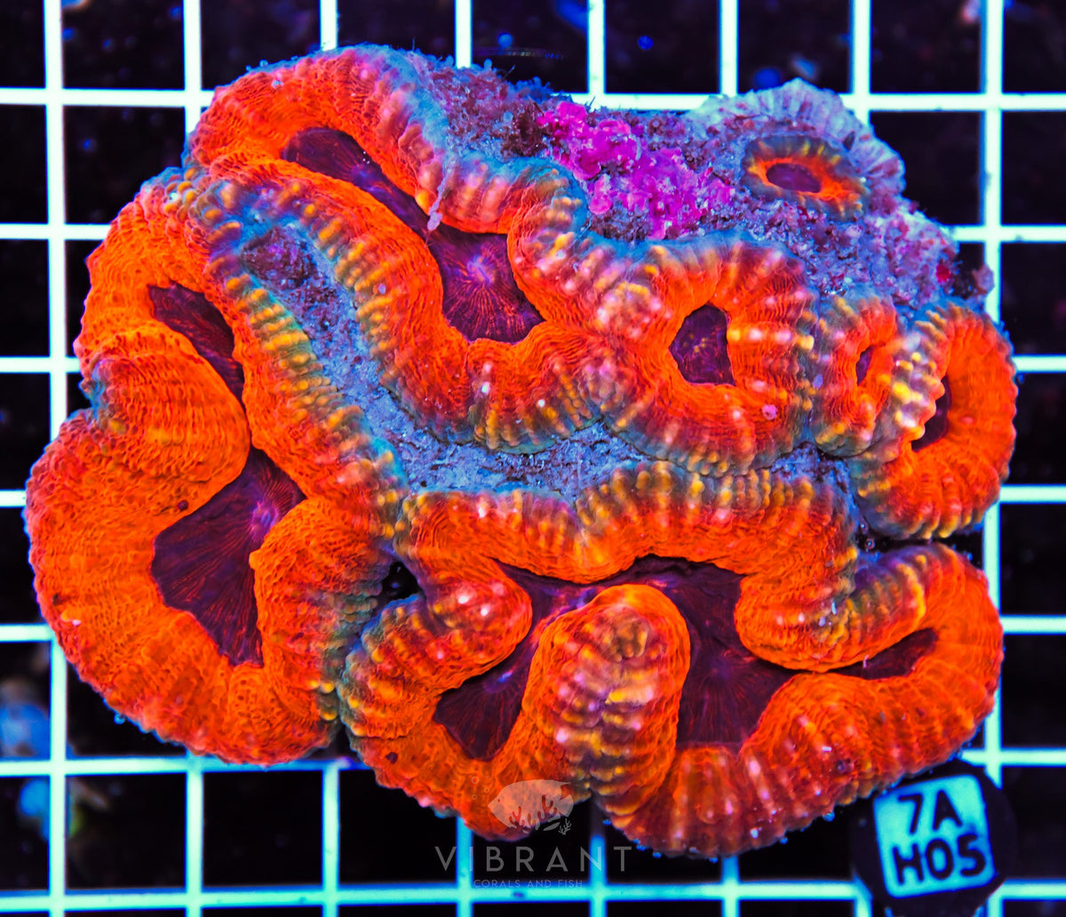 Lobophyllia AUS