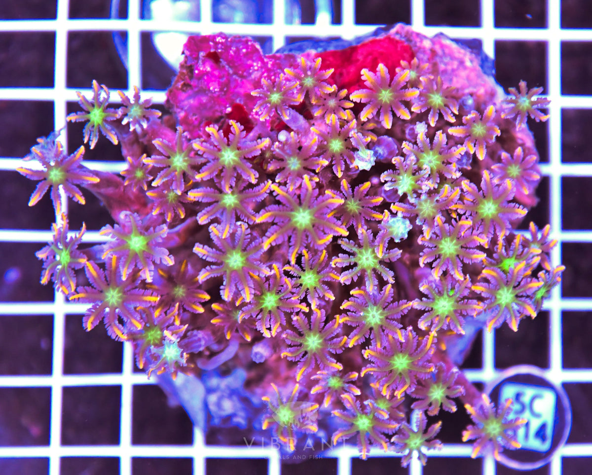 Clove Polyp INDO