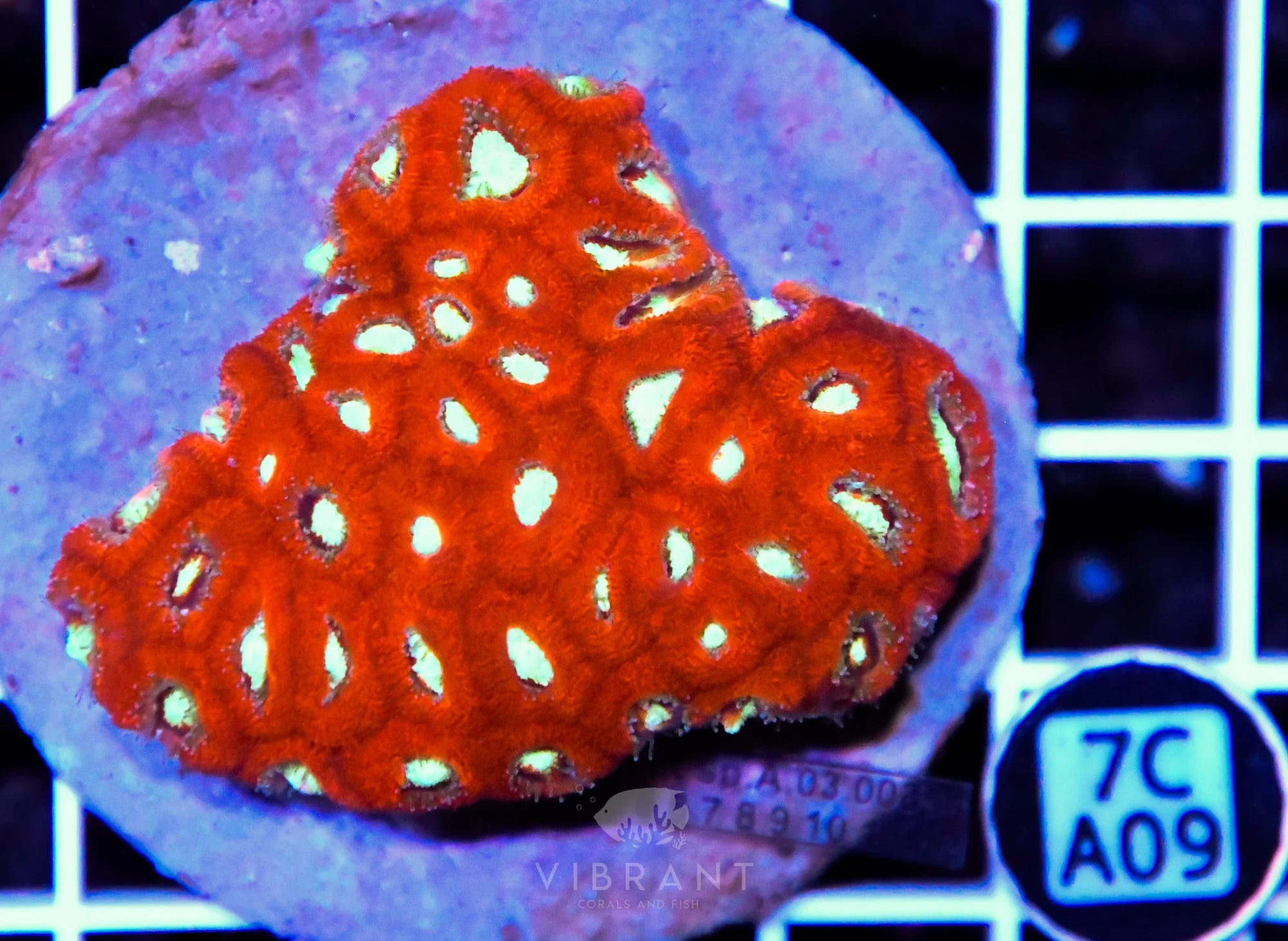 Micromussa INDO