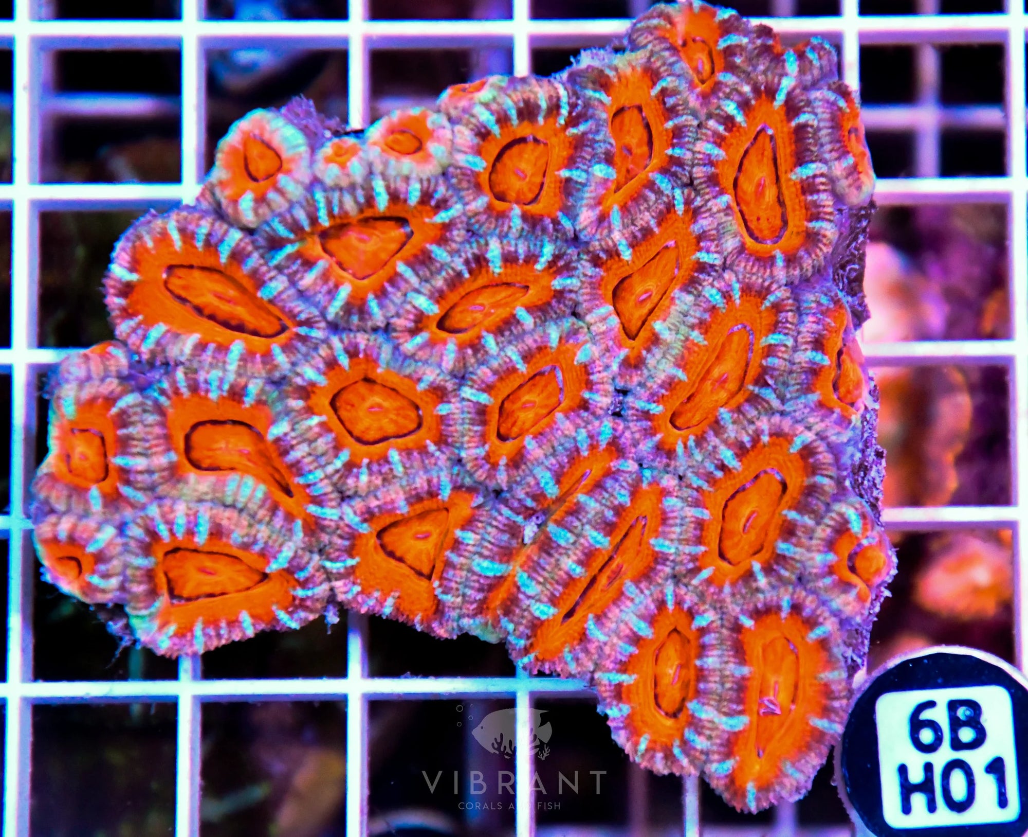 Acan Lord AUS