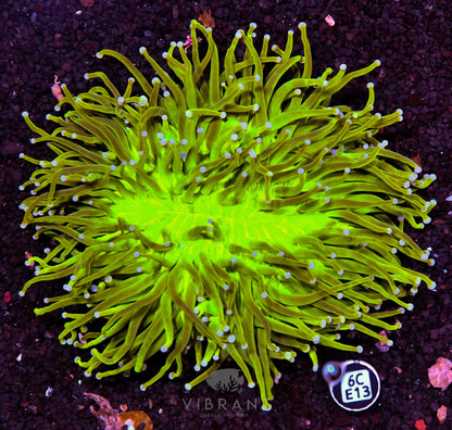 Heliofungia AUS