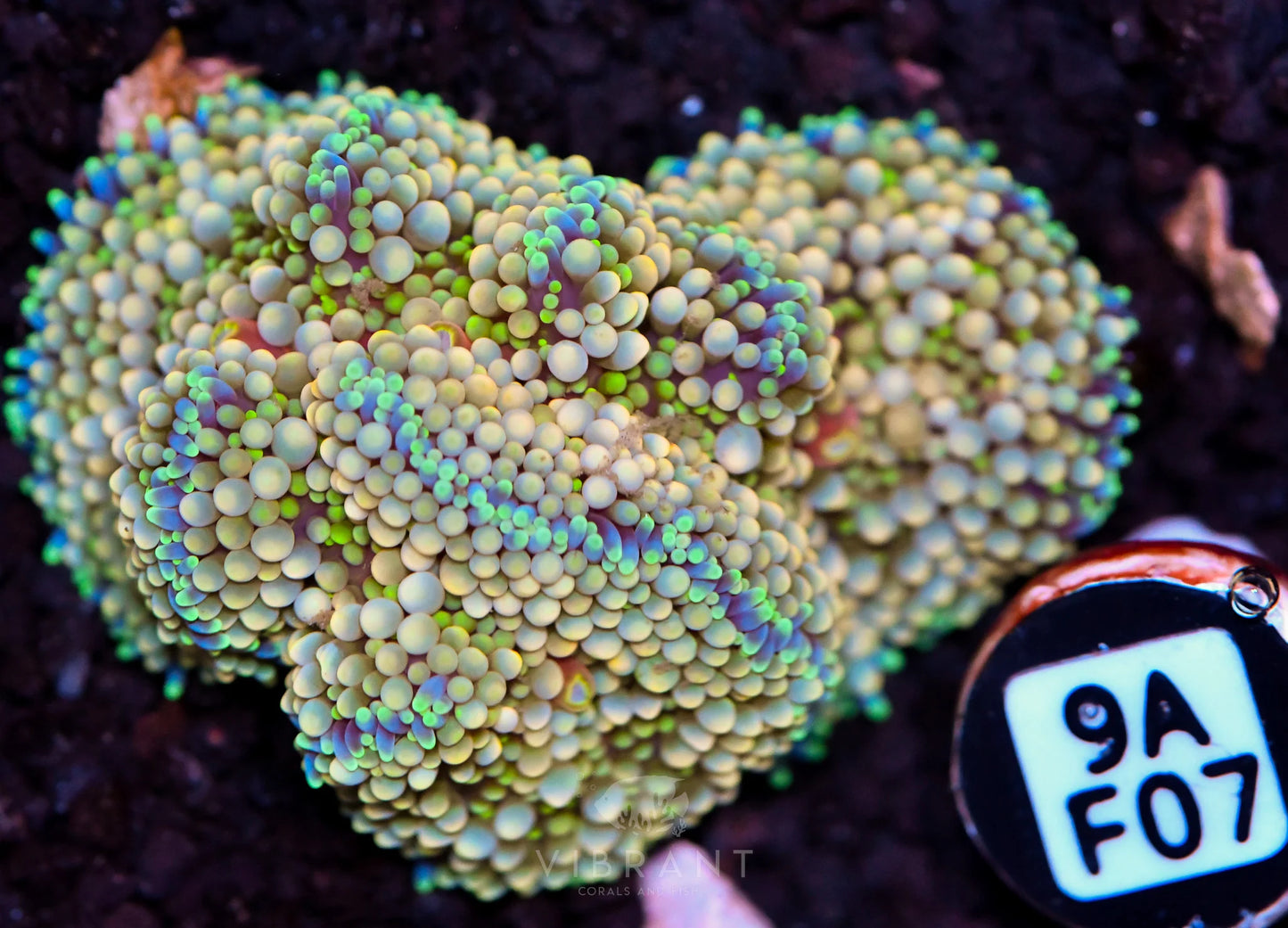 Ricordea Mushroom