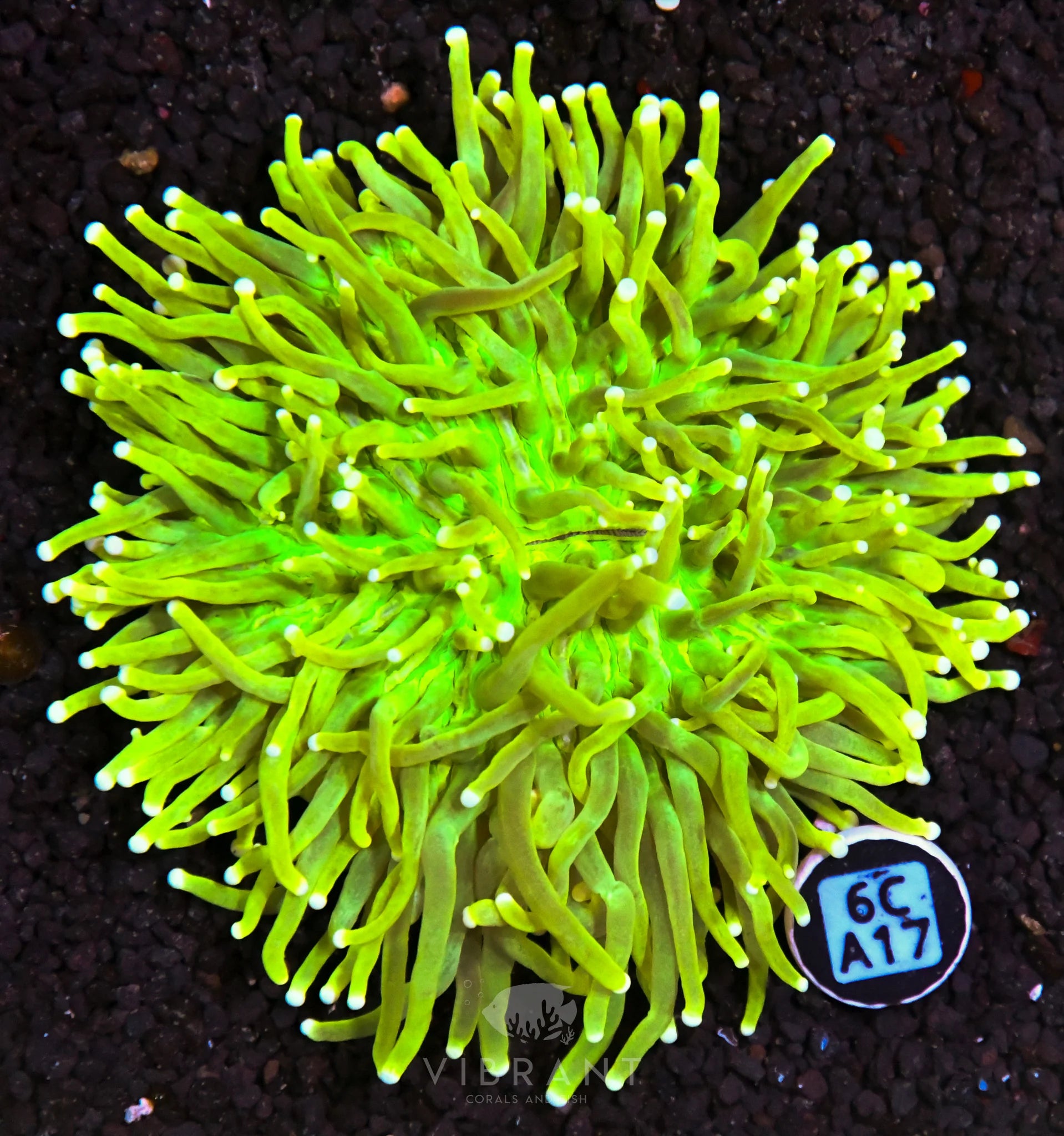 Heliofungia AUS