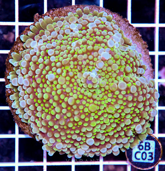 Mushroom INDO JUMBO