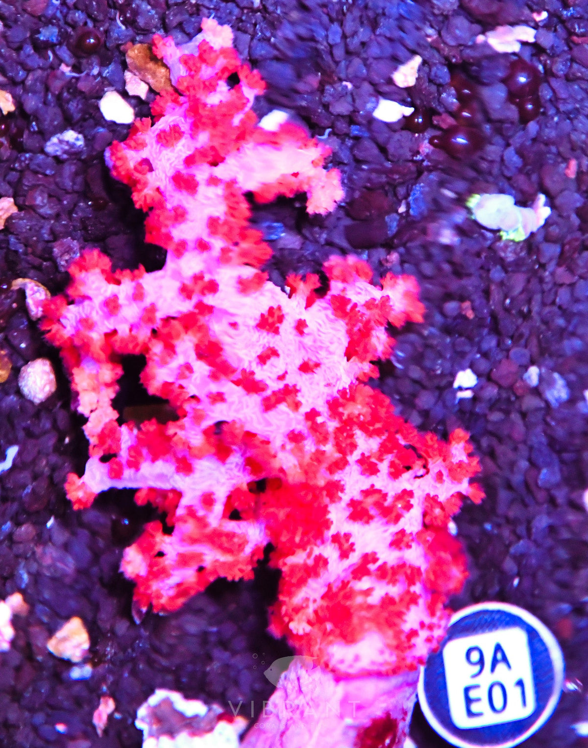 Carnation Coral INDO W