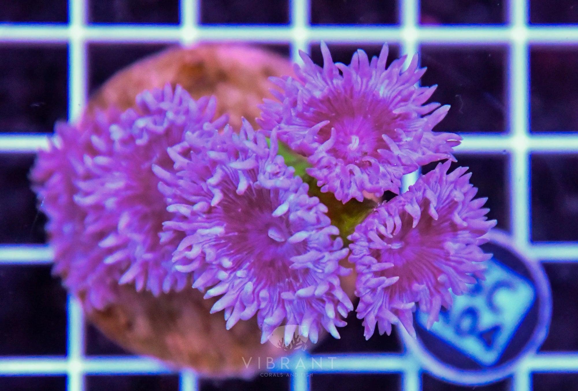Duncun Polyp Colony AUS