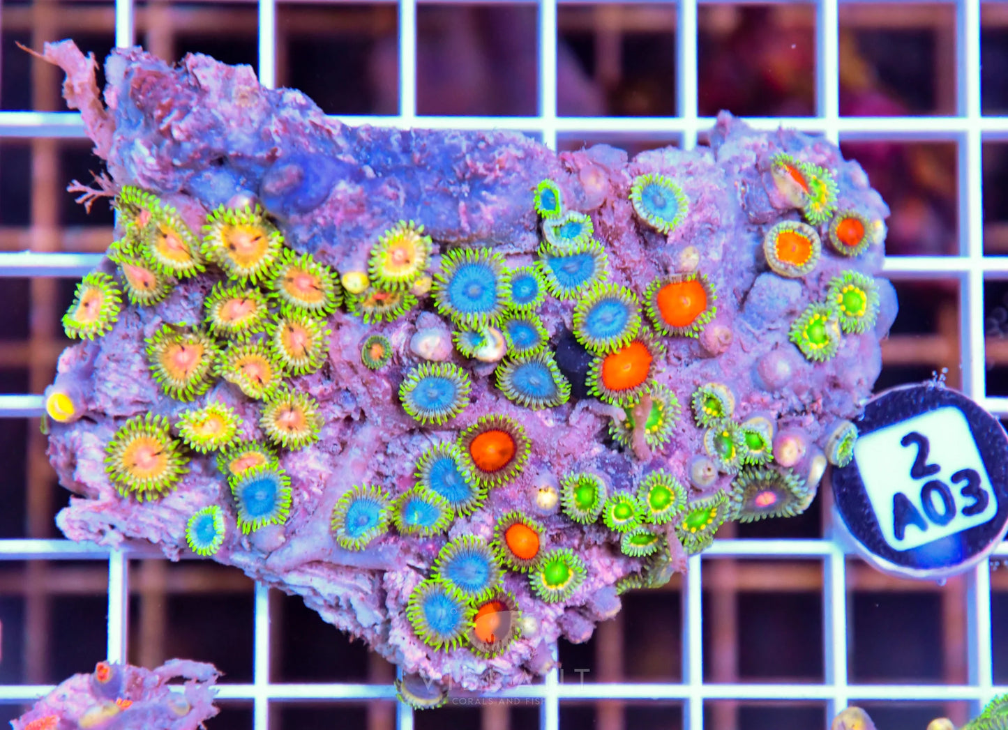 Zoa AUS
