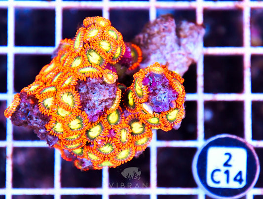 Zoa AUS